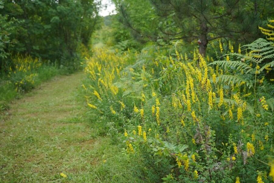Еньовден на Ксилифор – Великолепен празник сред природата