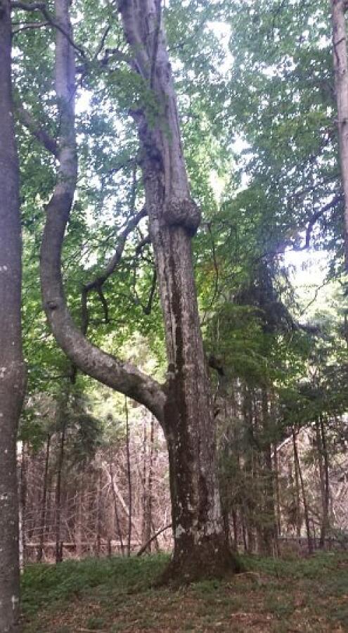 Планинарите от клуба на туристите ветерни отбелязаха Деня на туризма с изкачавания на връх Исполин
