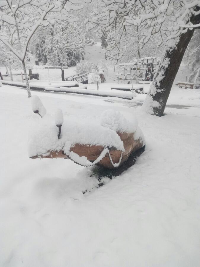 Зимен Ксилифор