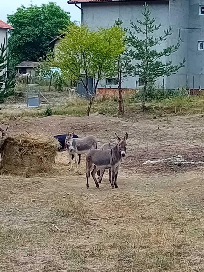 Началото на Е4 в България: Ден 1 – Черни връх и нощ край Ярлово